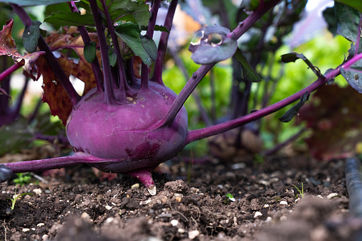 Kitchen garden / Turnip cultivation