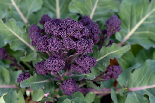 Top view of organic purple broccoli