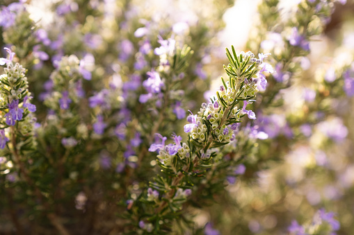 A close up of a Rosemary plant
