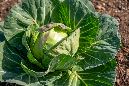 A close up of a greeen cabbage with the outer leaves open