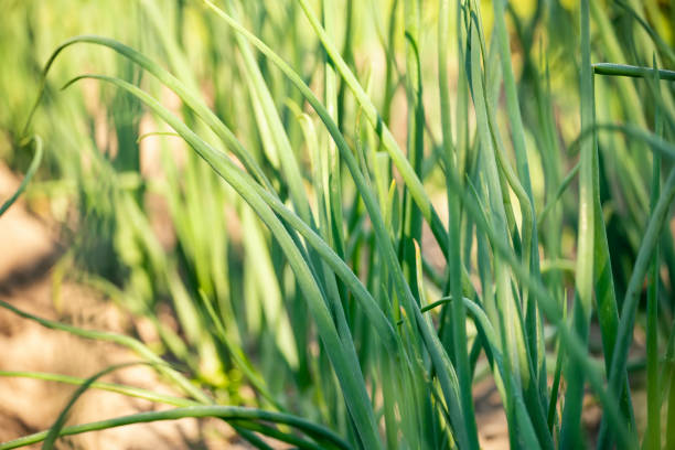 Green onions in the garden beds