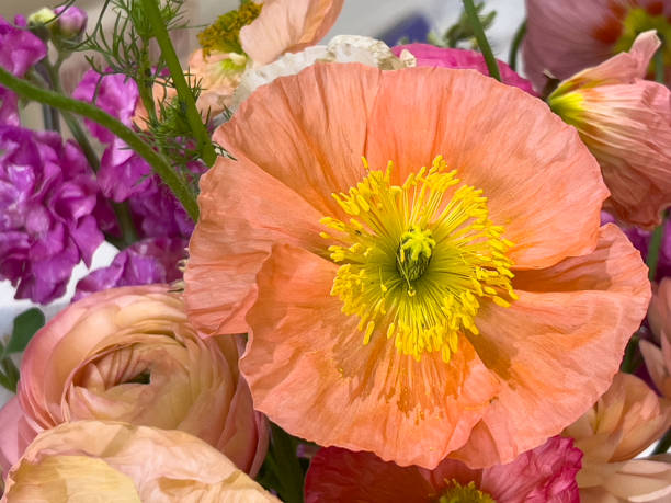 istock Poppy and Stocks Flower Bouquet 1651577022