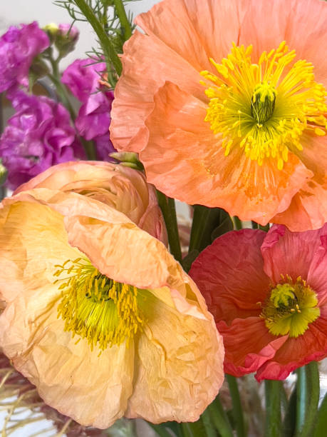 istock Poppy and Stocks Flower Bouquet 1651577035