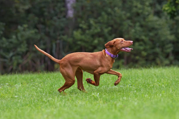 istock Active young Hungarian Vizsla dog with a purple collar posing outdoors running fast on a green grass in summer 1651590046