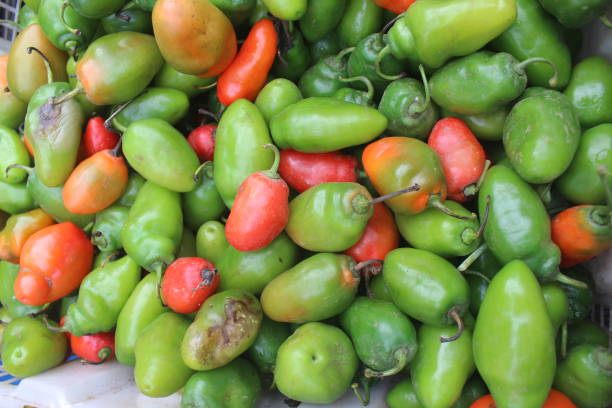 istock The habanero chili 1651604224