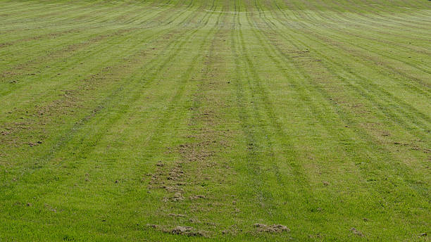 Cut Grass stock photo