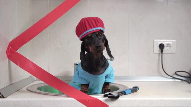 Dog rude plumber barks, wags its tail, sits in sink in kitchen blocked by tape