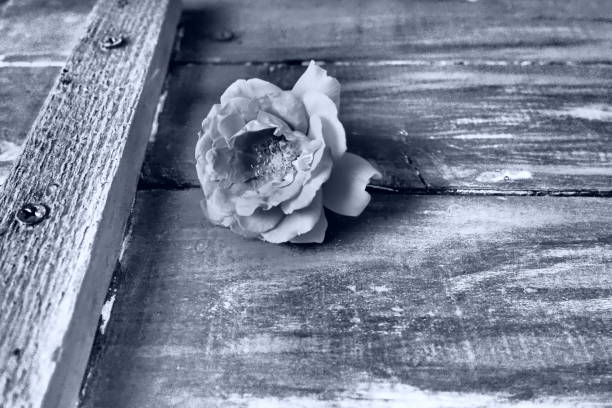 istock one rose on a wooden background. Please accept our condolences. Mourning or an expression of regret. Monochrome black and white photography. Wooden tray with nails. Copy space 1651613832