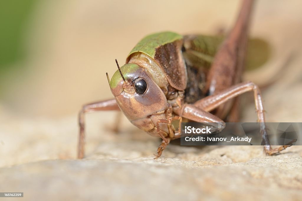 Saltamontes - Foto de stock de Aire libre libre de derechos