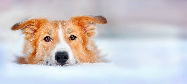 carino cane border collie disteso nella neve - animal dog winter snow foto e immagini stock