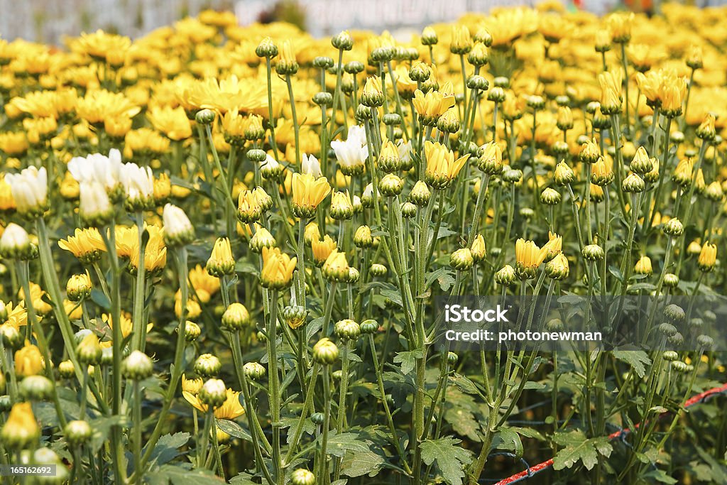 Schöne gelbe Chrysantheme Blumen - Lizenzfrei Bildhintergrund Stock-Foto