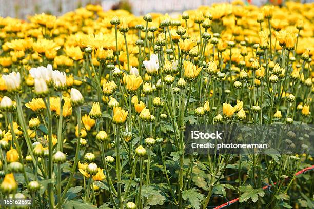 Photo libre de droit de Belles Fleurs De Chrysanthème Jaune banque d'images et plus d'images libres de droit de Automne - Automne, Beauté, Beauté de la nature