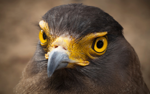 Serpent-Eagle close-up face.(Spilornis cheela)
