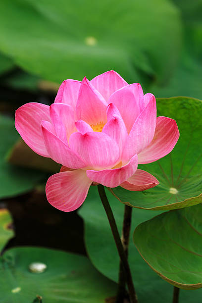 Royal Lotus stock photo