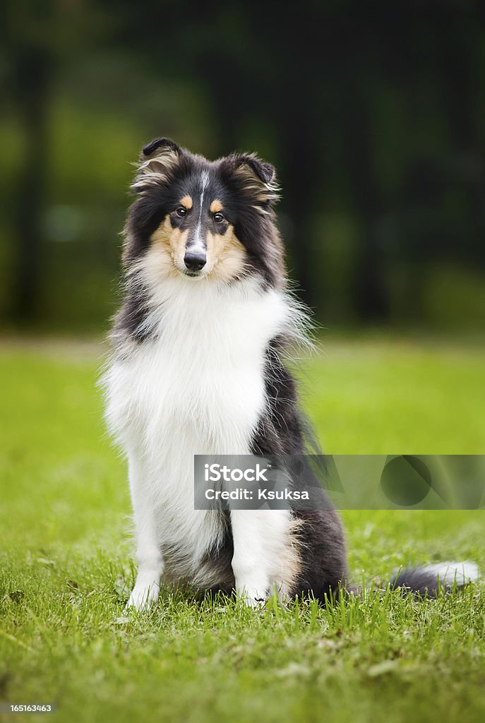 Jovem pouco cachorrinho collie - Royalty-free Animal Foto de stock