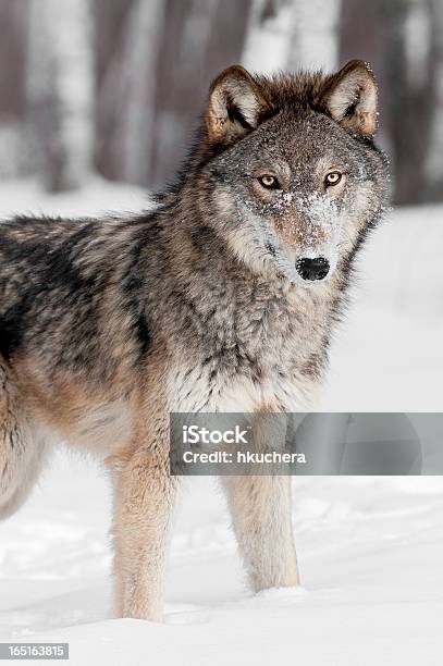 Foto de Lobo Cinzento Fica Na Neve Olhando No Visor e mais fotos de stock de Animais caçando