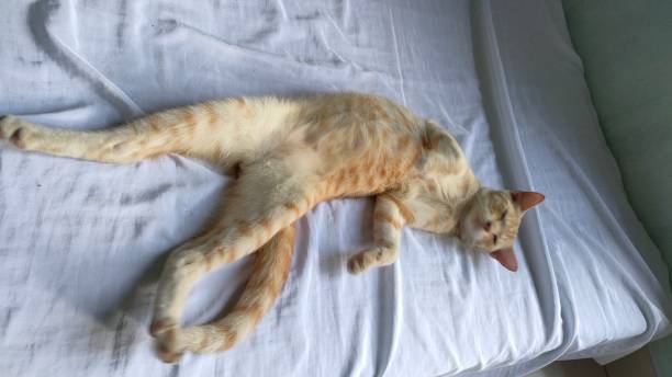 istock orange cat sleeping soundly and cute 1651639415