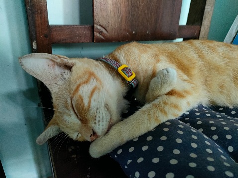 an orange cat sleeping soundly and cutely. The orange cat is known to be male. he is still young. This orange cat likes to sleep on mattresses, on the floor and on wooden planks. he loves to sleep.