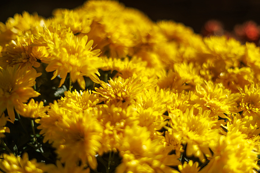 Bunches of yellow Chrysanthemums in a garden nursery.