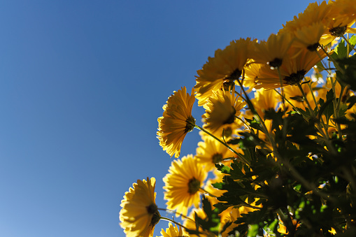 Yellow Chrysanthemums against a blue sky, on an autumnal sunny day.