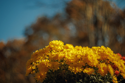 Yellow Chrysanthemums in full blossoms, close-up.