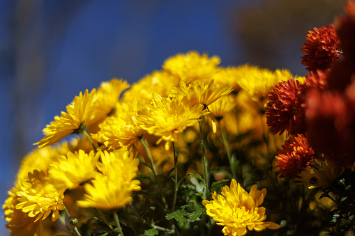 Yellow and red Chrysanthemums in full blossoms in the garden.