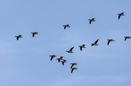 Flock of geese flying in the sky during springtime.