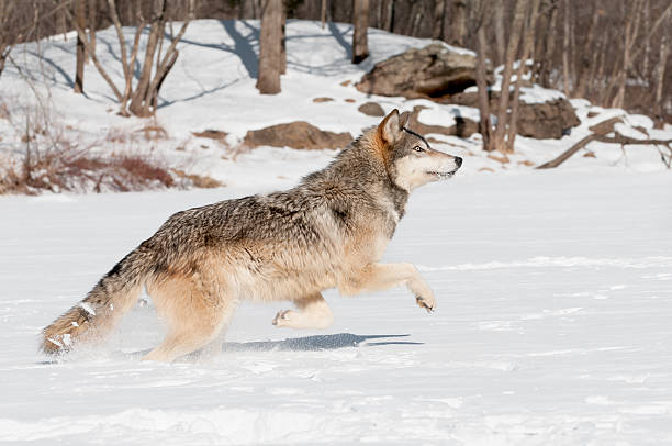 Grey Wolf (Canis lupus) Leaps stock photo