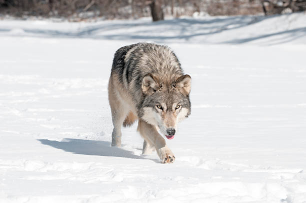 Grey Wolf (Canis lupus) Runs Along Snowy Riverbed Tongue Out stock photo