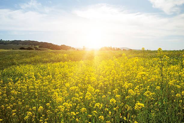 Field of yellow spring flowers.