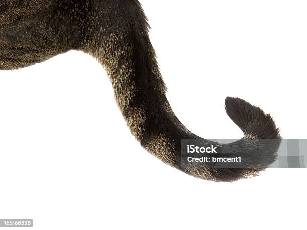 Ekor Kucing Keriting Foto Stok - Unduh Gambar Sekarang - Kucing rumah