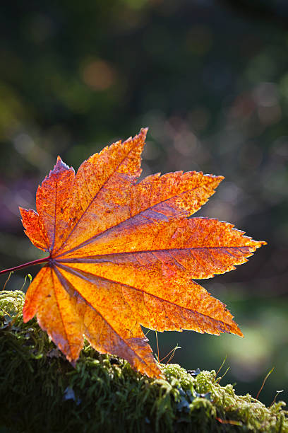 istock Fallen brightly coloured autumn leaves 165169555