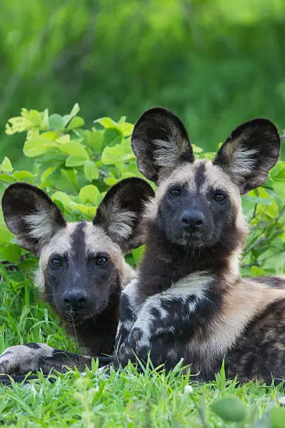 A high resolution image of a real wild WIld Dog in Zambia.