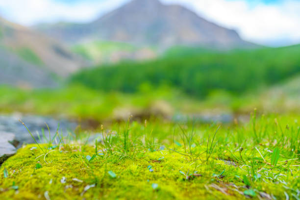 Moss in wilderness