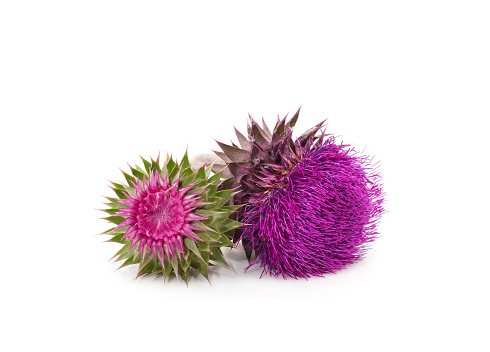 Beautiful purple flowers isolated on white background.