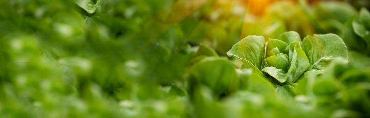 Banner fresh organic hydroponic vegetable plantation produce green salad hydroponic farm. Panorama Green oak lettuce salad in Organic Farm. Salad farm vegetable green oak lettuce with copy space