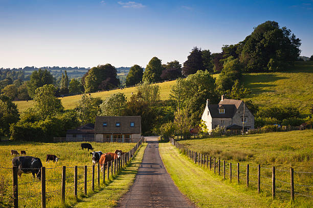 Farmland with farmhouse and grazing cows in the UK Cows grazing in the sun. farmhouse photos stock pictures, royalty-free photos & images