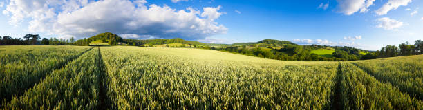 istock Panoramic agricultural crops in a field. 165174234