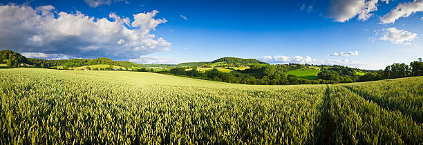 los cultivos agrícolas amplio panorama. - paisaje ondulado fotografías e imágenes de stock