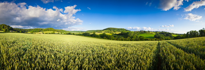 A field of agricultural crops in the summer sun.  Highly detailed when viewed very lareg panorama.