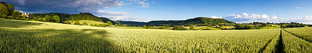 istock Panoramic of cereal plant crops on farmland. 165174241
