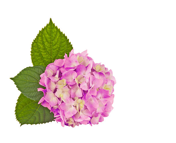 hydrangea pink Hydrangea  flower in a isolated on white. hydrangea stock pictures, royalty-free photos & images