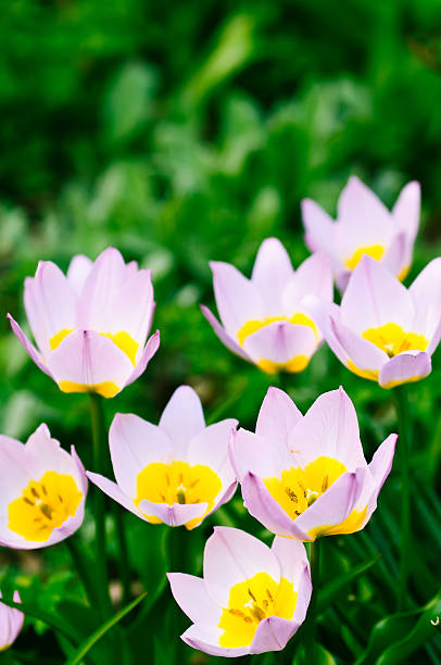 "meraviglie" tulipani lilla - star tulip foto e immagini stock