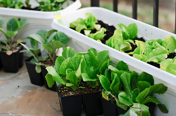 patio salade planters - plant spinach photos et images de collection