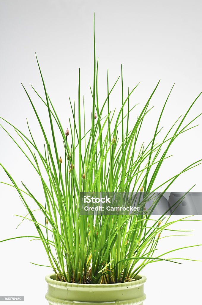 Homegrown Chives - Foto de stock de Alimento libre de derechos