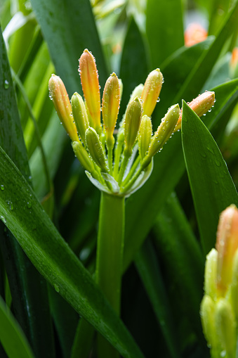 クリビアミニアータナタールユリまたはブッシュユリ花の接写 クリビアミニアータ オーストラリアのストックフォトや画像を多数ご用意