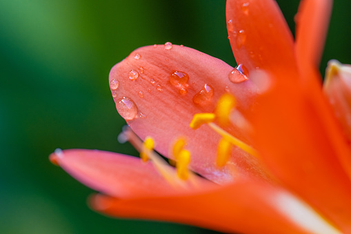 Orange Lily (Lilium bulbiferum)