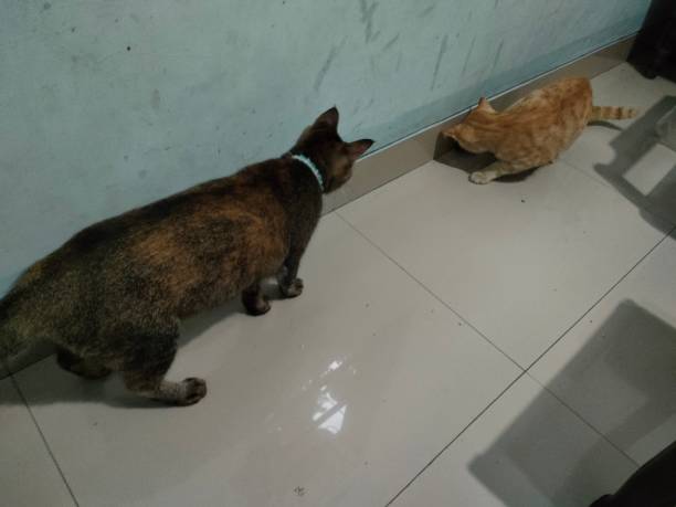 istock the cat brought the mouse home 1651776093