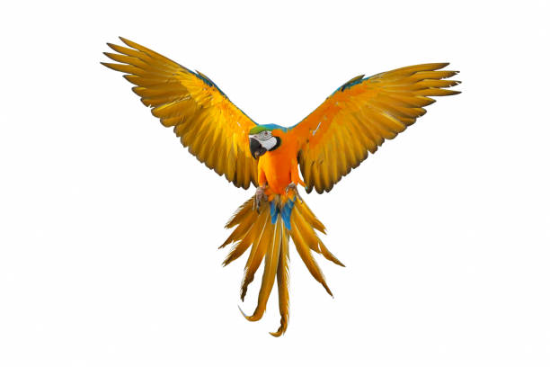 パロット - gold and blue macaw ストックフォトと画像