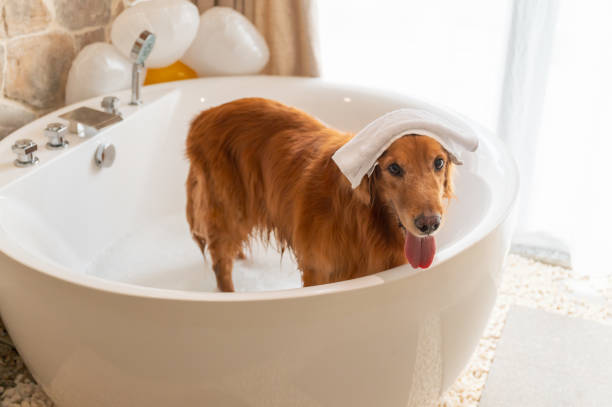 istock Golden Retriever getting ready for a bath inside the bathtub. 1651813633